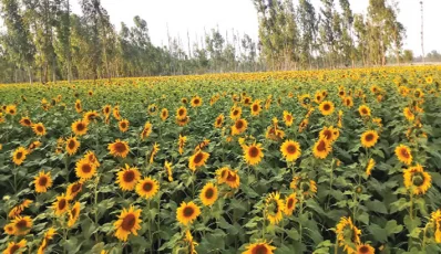 Sunflower park