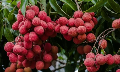 Litchi is good for our digestive system