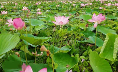 It’s so full of lotuses, the water in the pond seemed to disappear from sight
