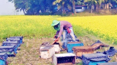 Honey collectors collecting honey. Photo: Collected