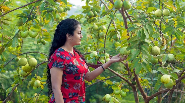 Start eating guava everyday Start eating guava everyday